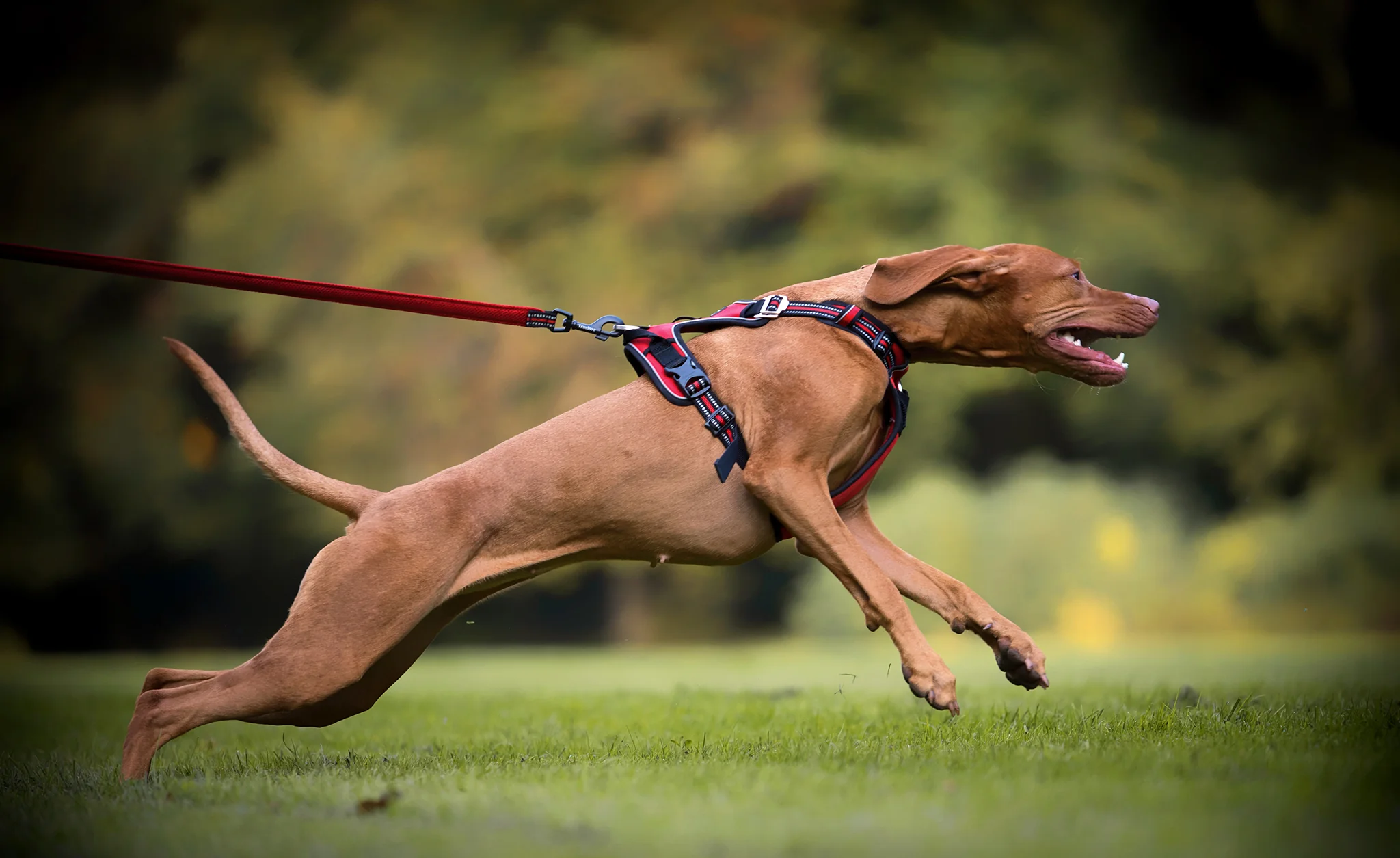 Köpek Göğüs Tasması: Daha Güvenli ve Kontrollü Yürüyüşler İçin Mükemmel Bir Seçenek