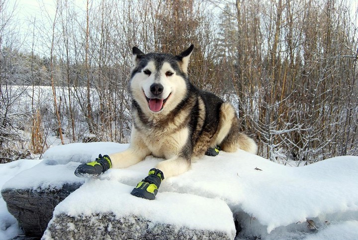 Suya Dayanıklı, Nefes Alabilen, Neon Sarı Köpek Ayakkabısı