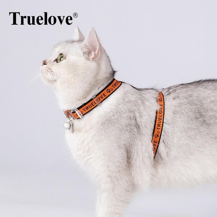 Duraflex Tokalı, Dayanıklı Turuncu Kedi Göğüs Tasması ve Kayışı