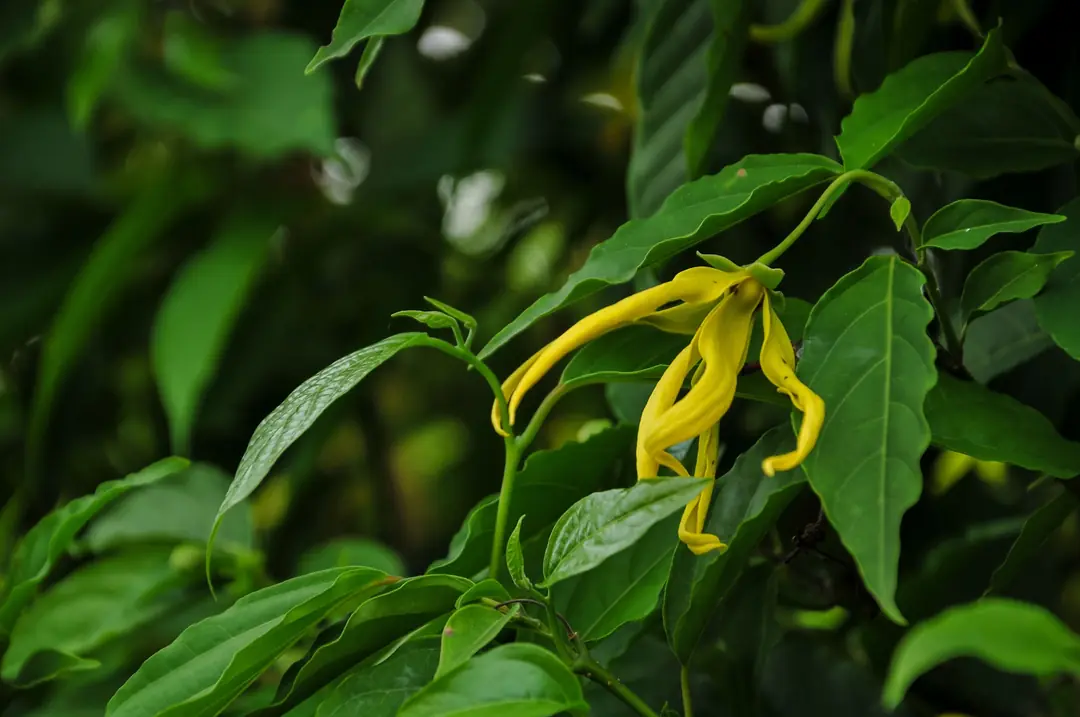 Egzotik kokusuyla bilinen Ylang Ylang çiçeği