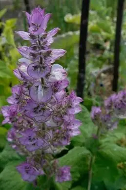 Misk Adaçayı (Salvia sclarea)