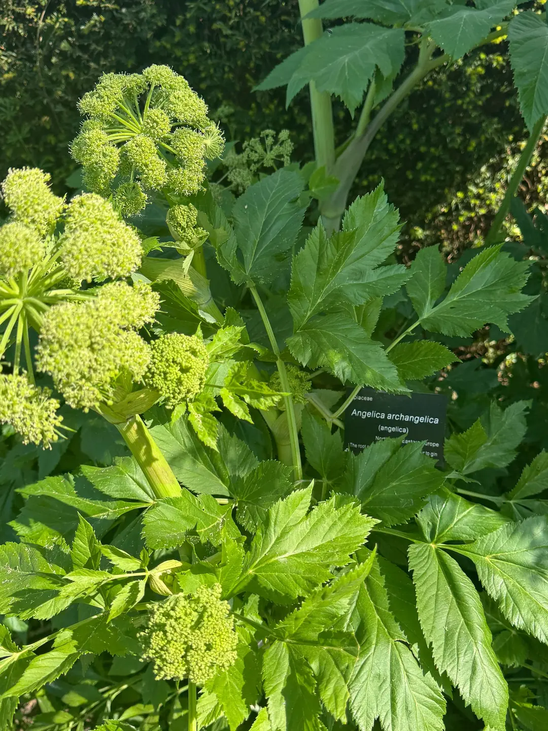 Doğanın kalbinde yükselen Melek Otu (Angelica archangelica) bitkisi