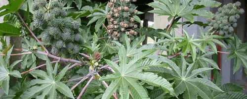 Ricinus Communis