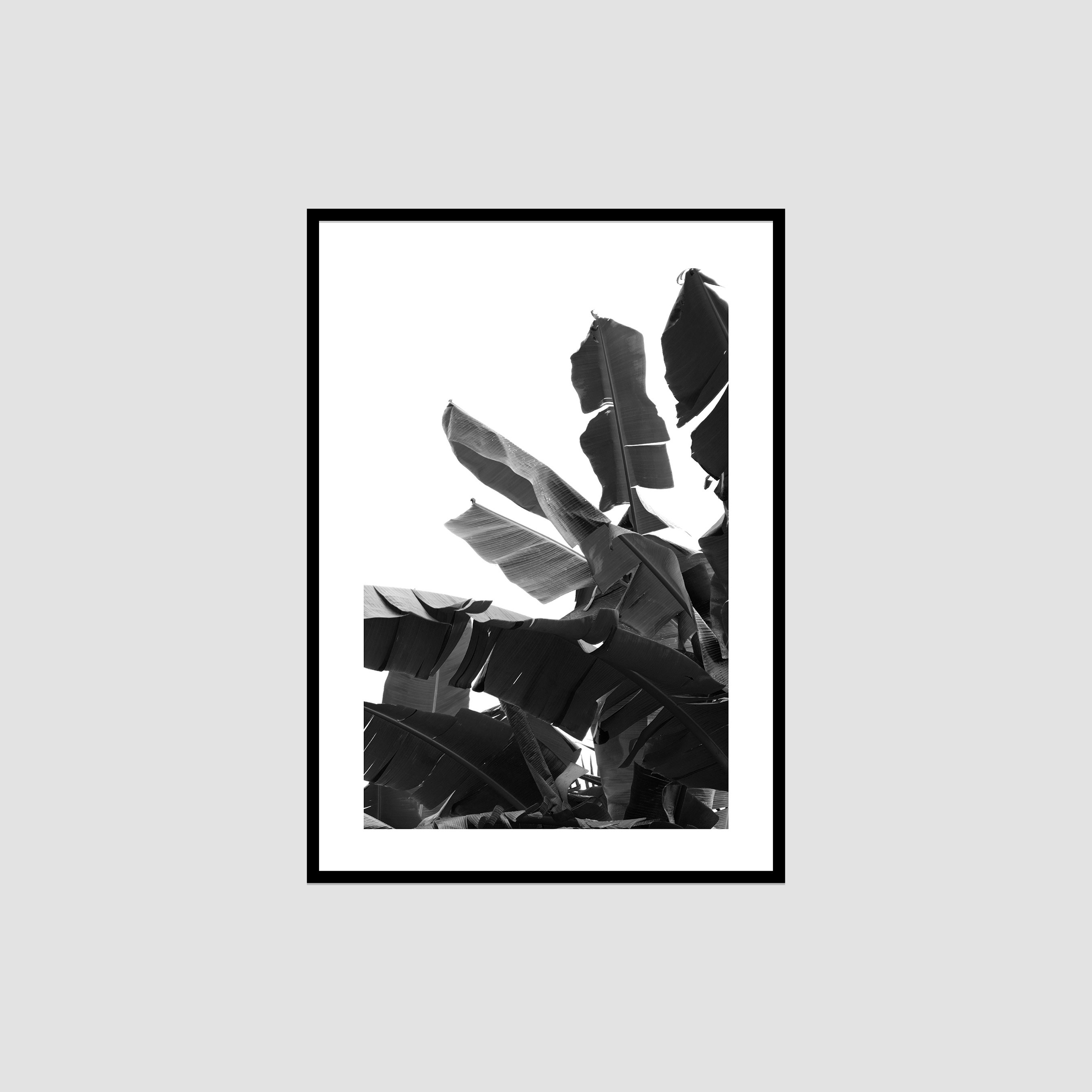 Banana Tree Çerçeveli Tablo