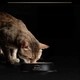 PROPLAN ADULT KONSERVE 85 GR.