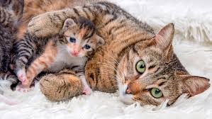 KEDİLER DE HAMİLELİK SÜRECİ