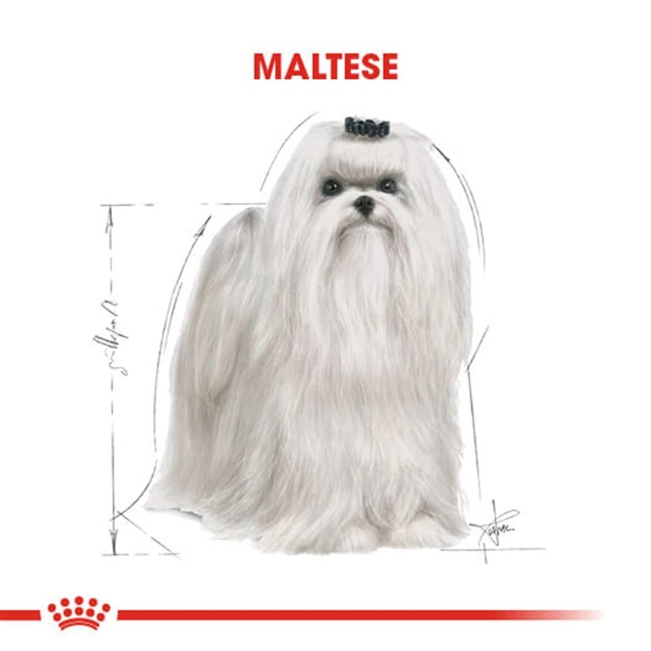 ROYAL CANİN MALTESE BİCHON MALTAİS YETİŞKİN KÖPEK MAMASI 1.5 KG