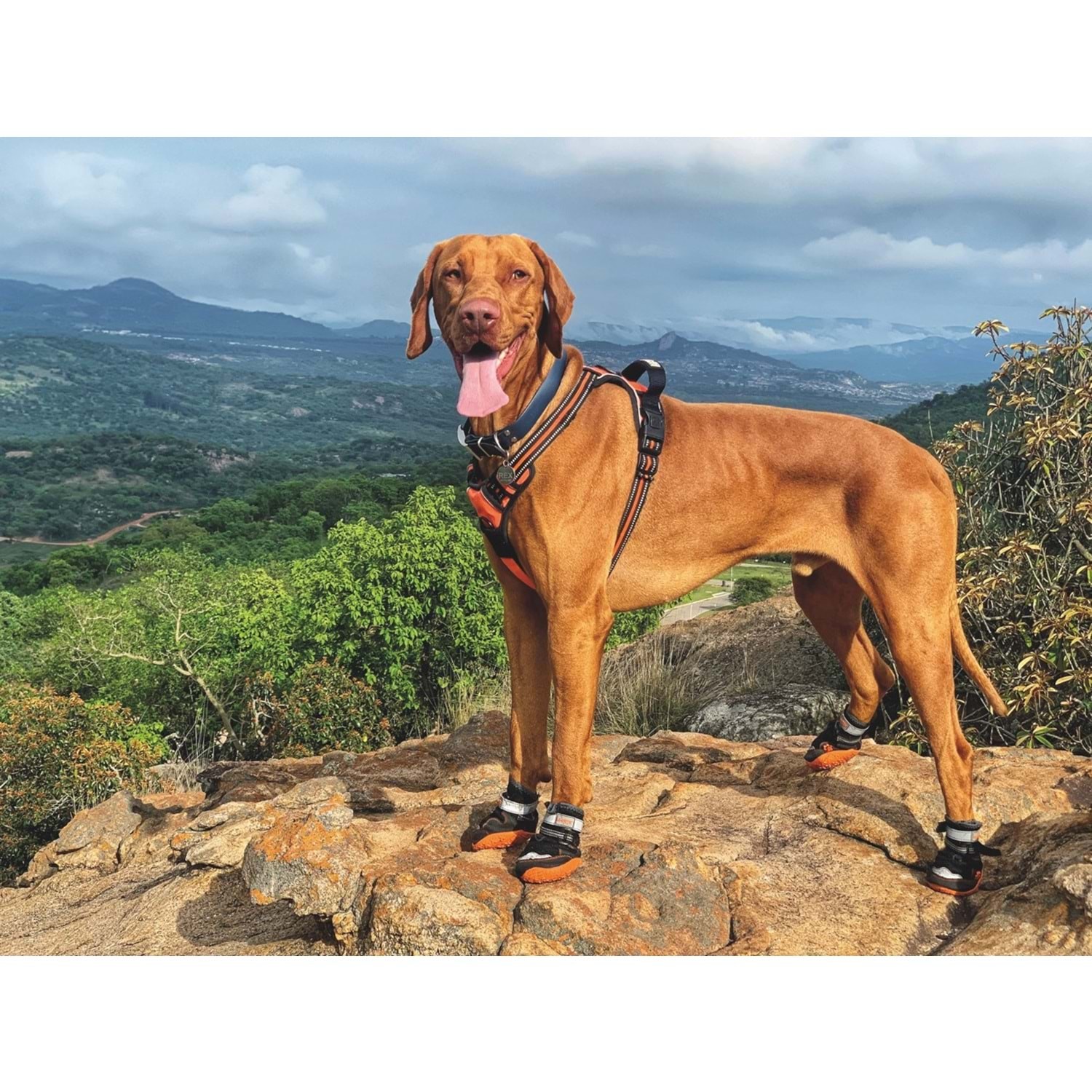 MPETS KÖPEK AYAKKABISI 4M
