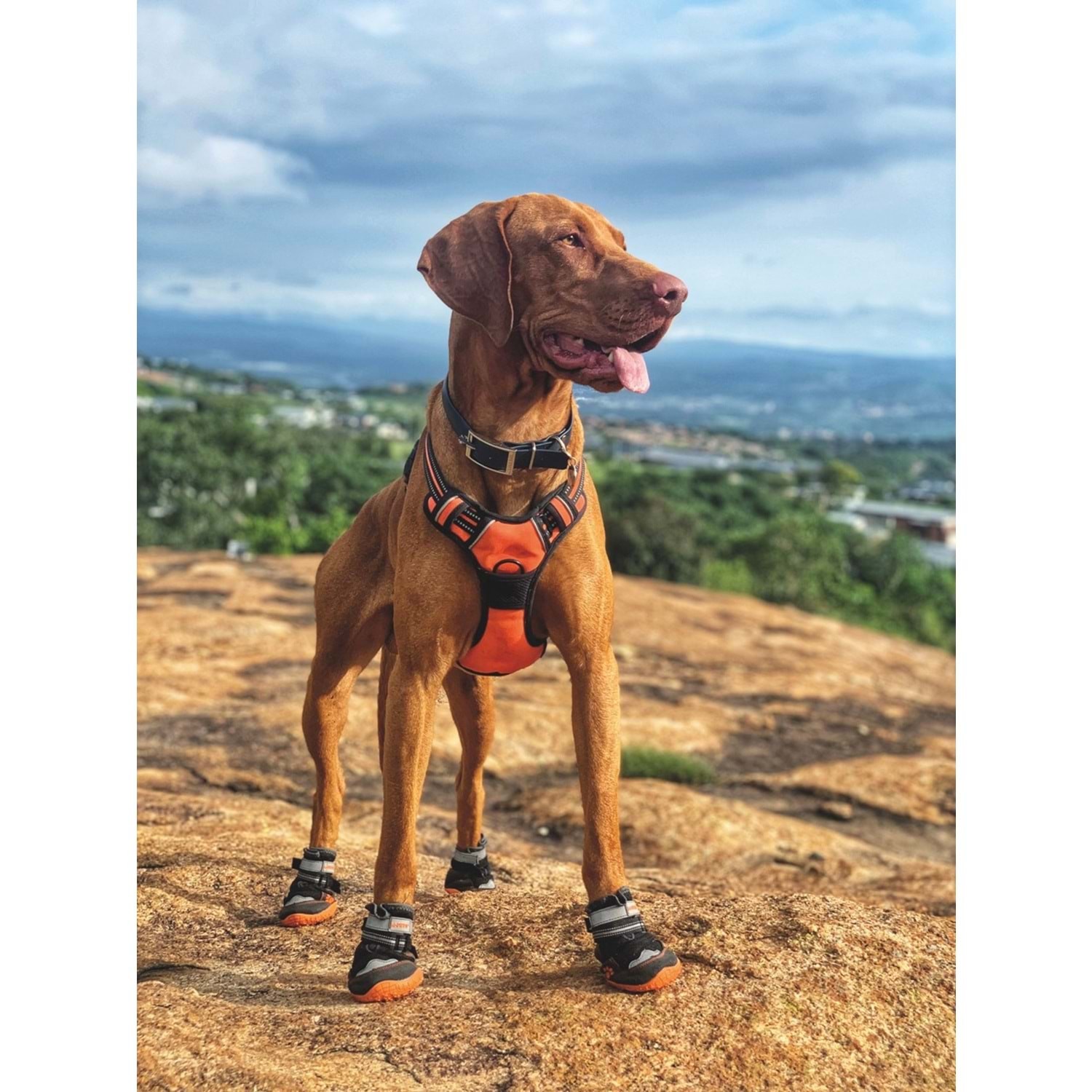 M-PETS KÖPEK AYAKKABI S-M