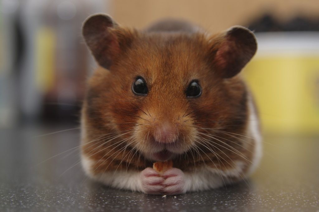 HAMSTER BAKIM, BESSLEME ve TEMEL ÖZELLİKLERİ