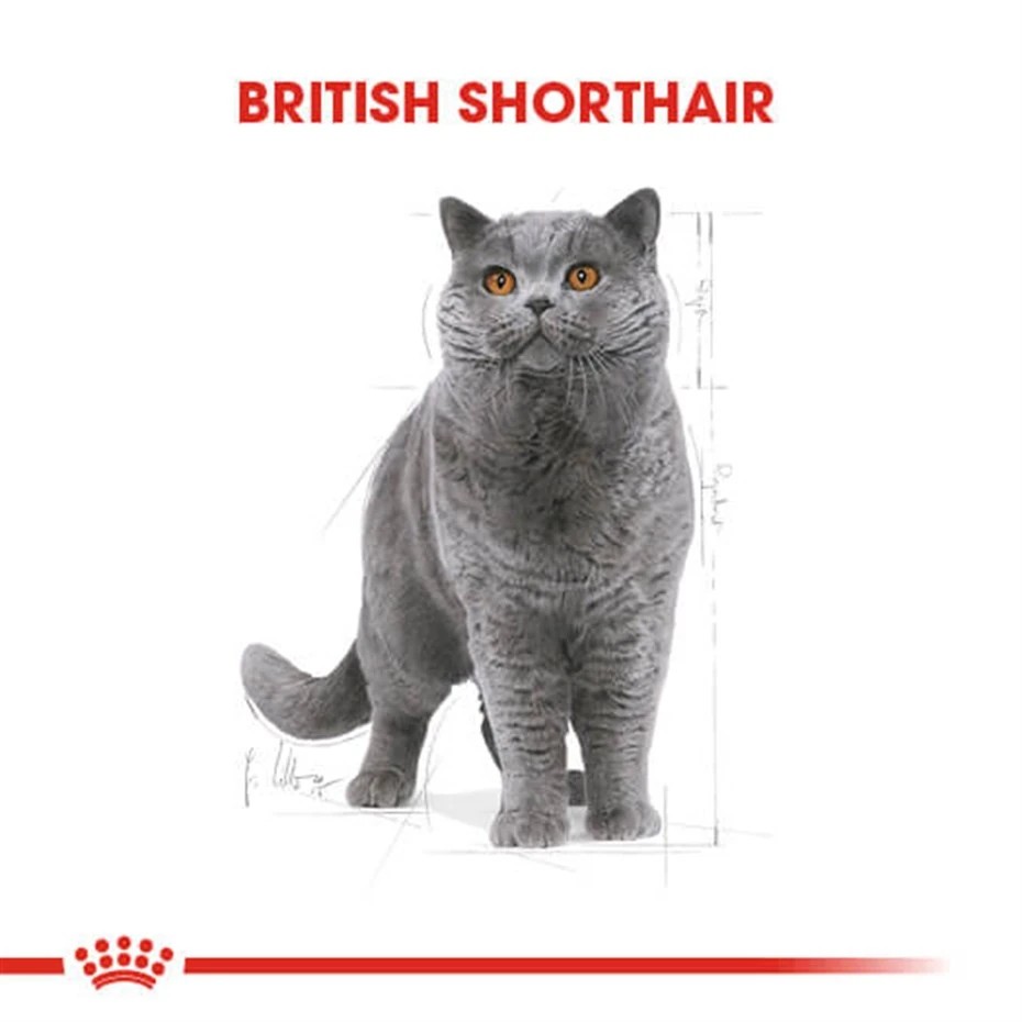 ROYAL CANİN BRİTİSH SHORTHAİR YETİŞKİN KEDİ MAMASI 2 KG