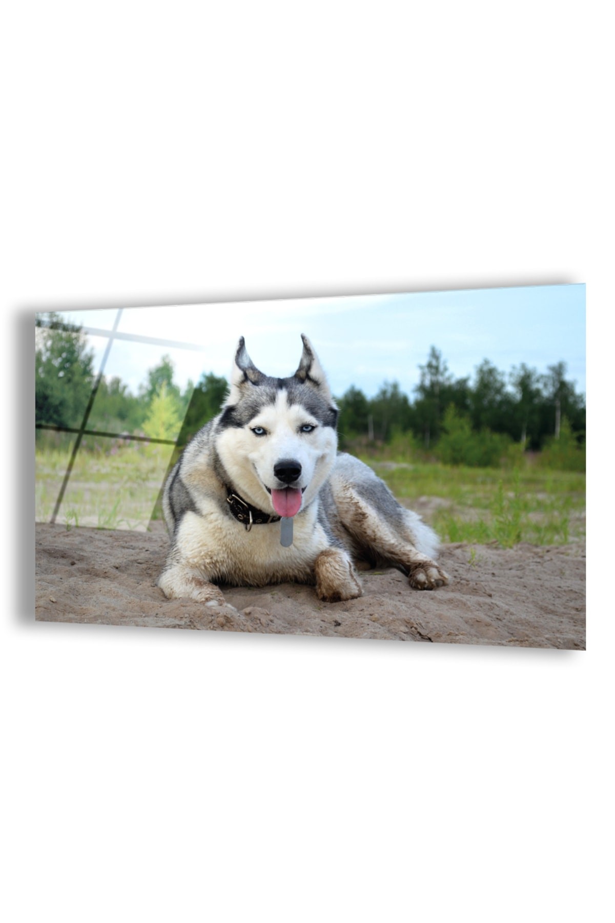 Kurt Köpeği UV Baskı Yatay Çerçevesiz Kırılmaz Cam Tablo