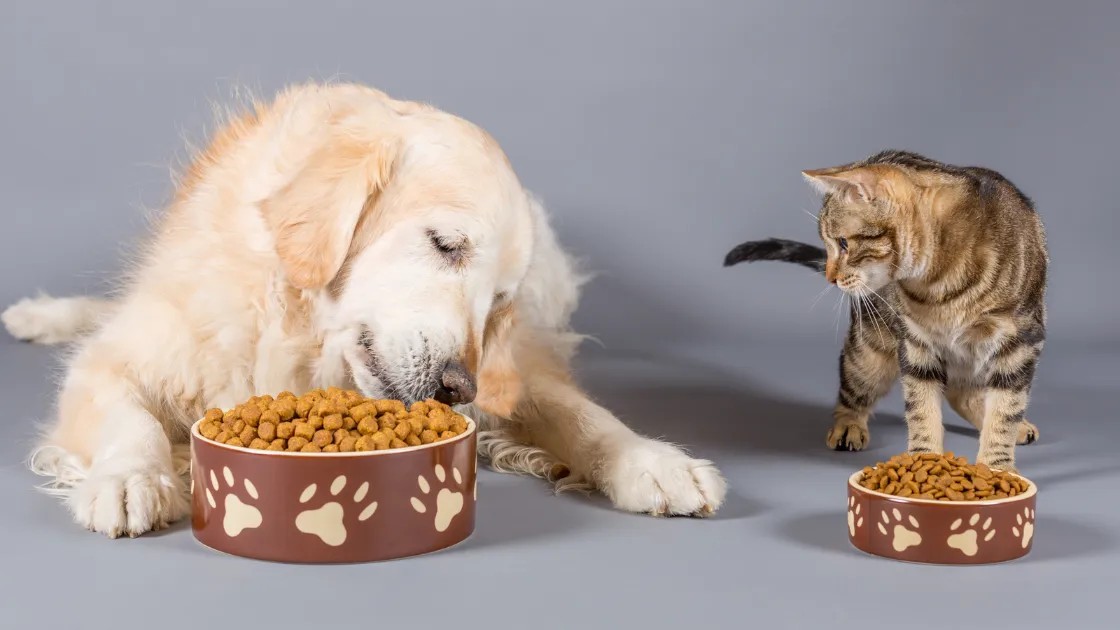 Vegan Kedi ve Köpek Mamaları Güvenilir Mi?