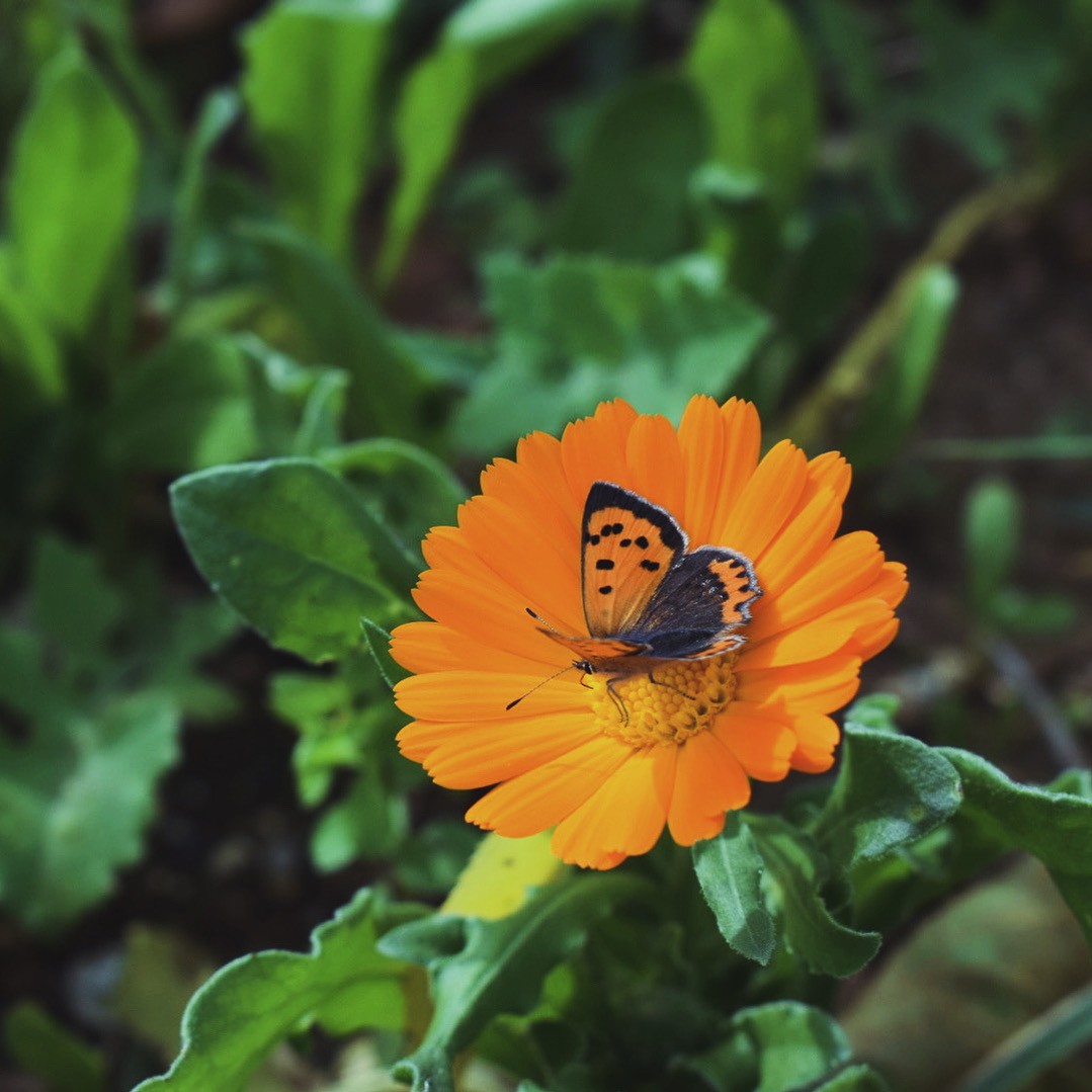 Calendula - Aynısefa Balsam