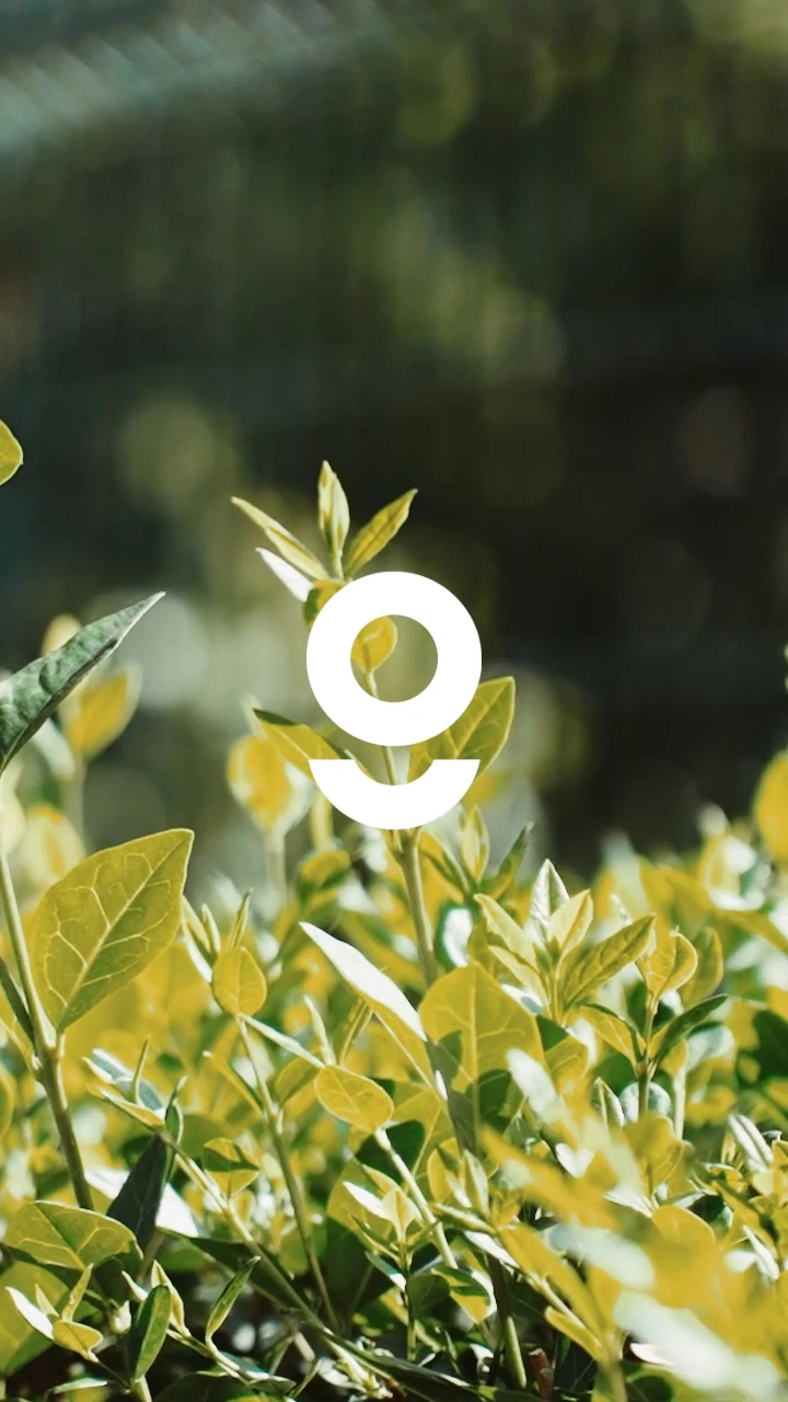 LUPIN Kapı Pencere Üstü Pratik Sundurma 105x240 - Şeffaf