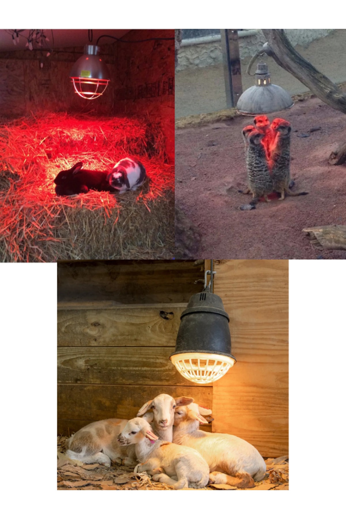 (10 Adet) 250W Kızılötesi (infrared) Hayvan Isıtma ve Fizik Tedavi Lambası (Kırmızı Işık)