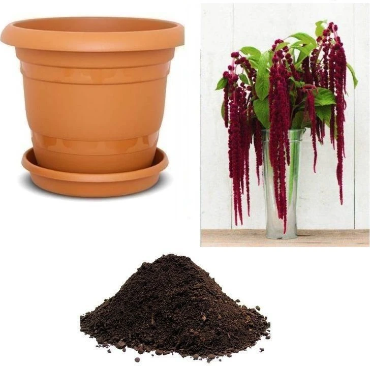 Kırmızı Karides Çiçeği Tohumu Ekim Seti