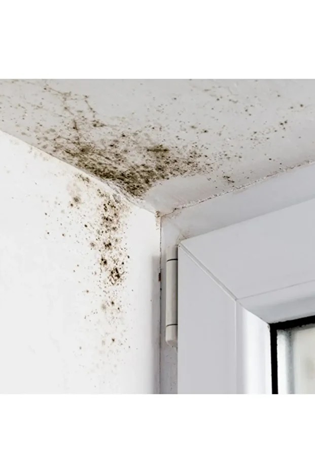 Anti-küf Anti-mold Sprey 1 Kg