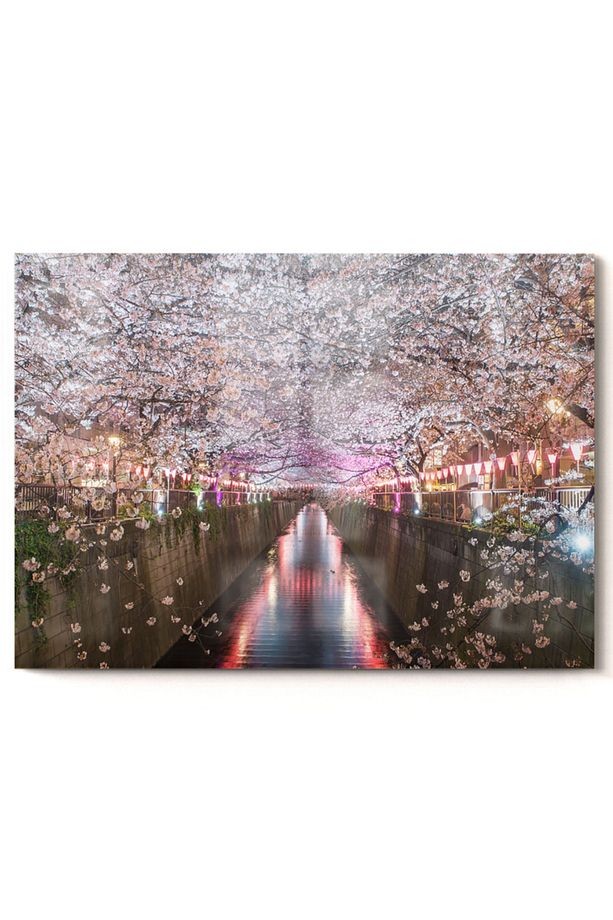 Pembe Kiraz Ağaç | Doğa Temalı Cam Tablo | 50x70 Cm