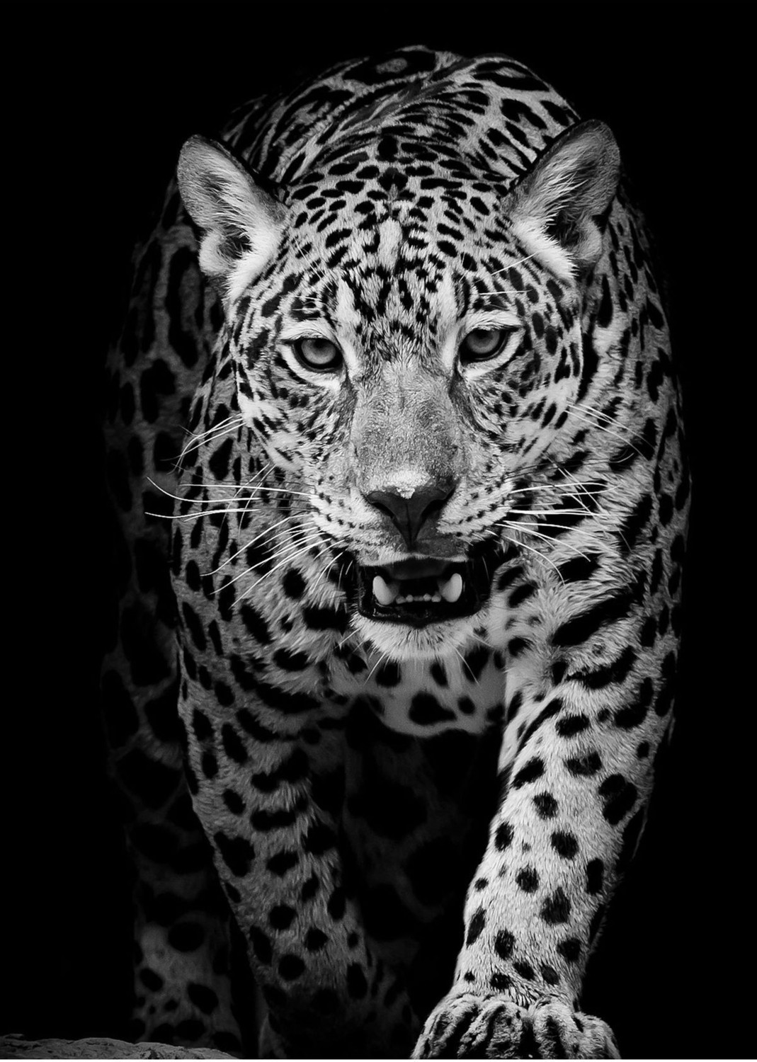 aslan-Kaplan-Leopar Tablosu 05|çerçeveli Temperli Cam Tablo 3lü Dikey