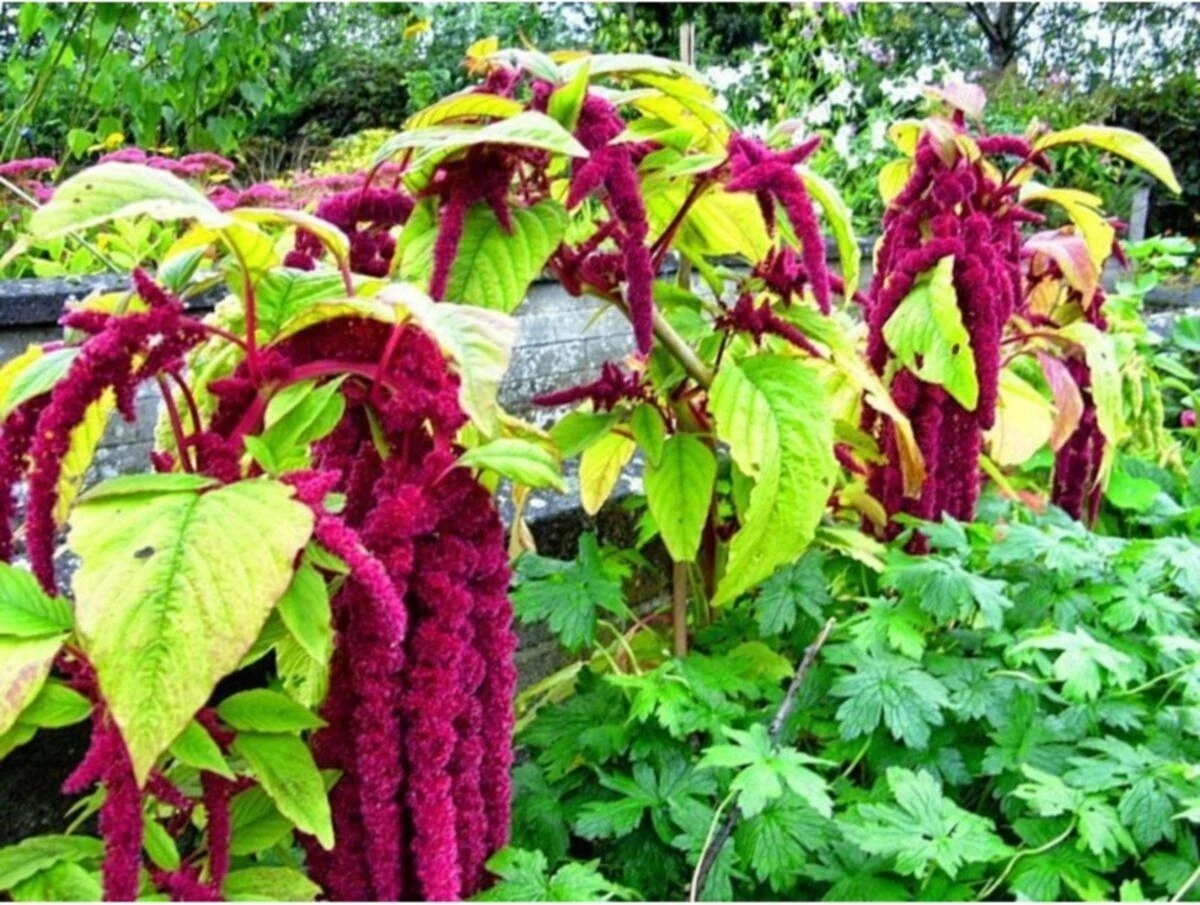 20 Adet Tohum Tilki Kuyruğu Çiçeği Tohumu Çiçek Tohumu + Saksı Toprak