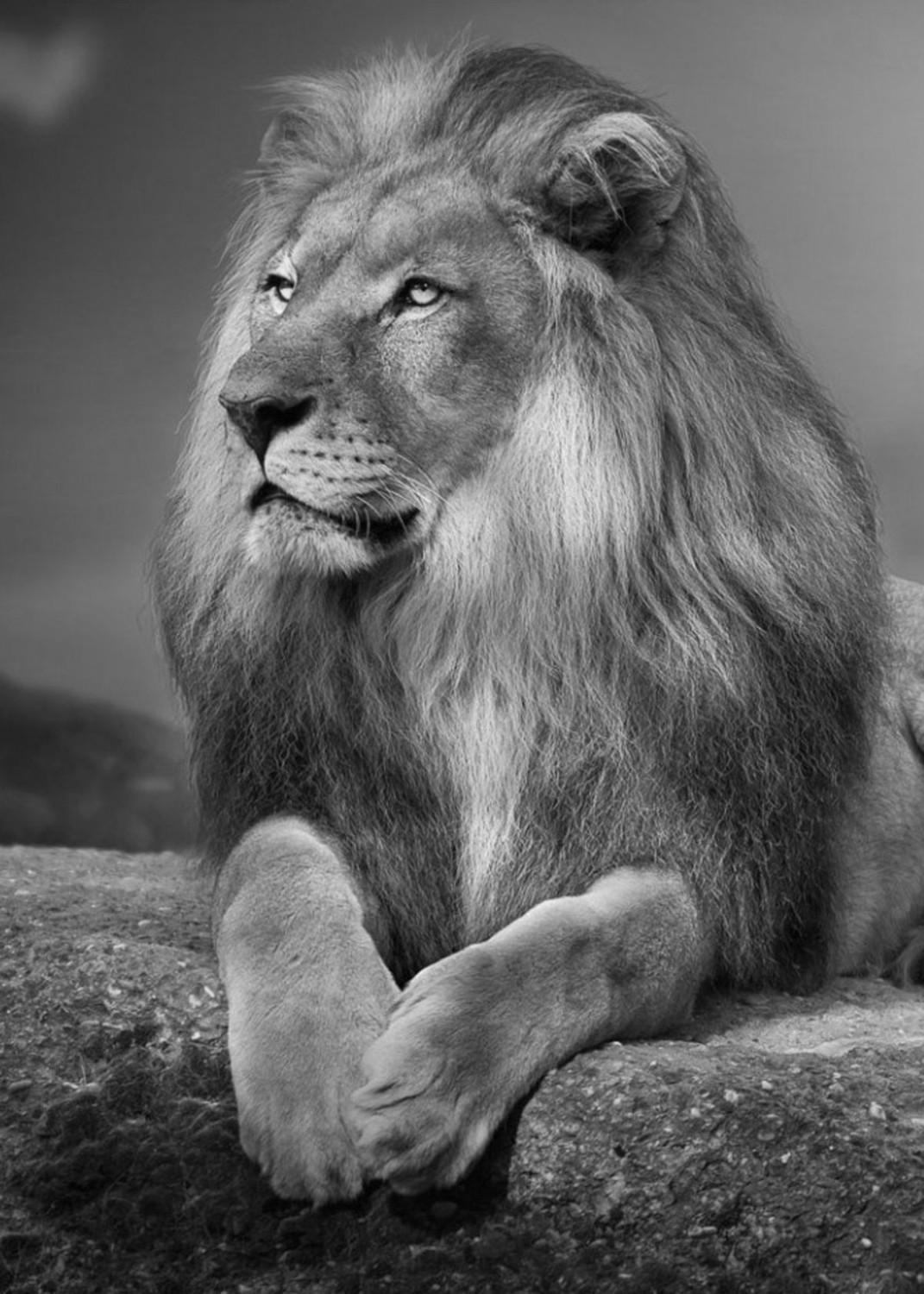 Aslan Kaplan Leopar Tablosu Çerçeveli Temperli Cam Tablo 3'lü