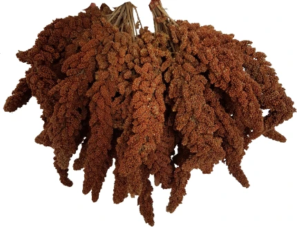 Tilki Kuyruğu Kızıl Dal Darı 250 gr