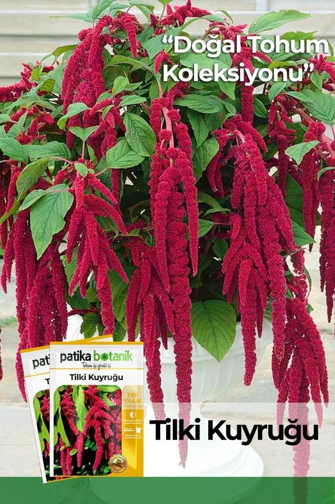 100 Adet Tilki Kuyruğu (Amaranthus Caudatus) Çiçek Tohumu
