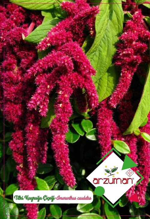 Tilki Kuyruğu Çiçeği Tohumu 100 Adet Tohum