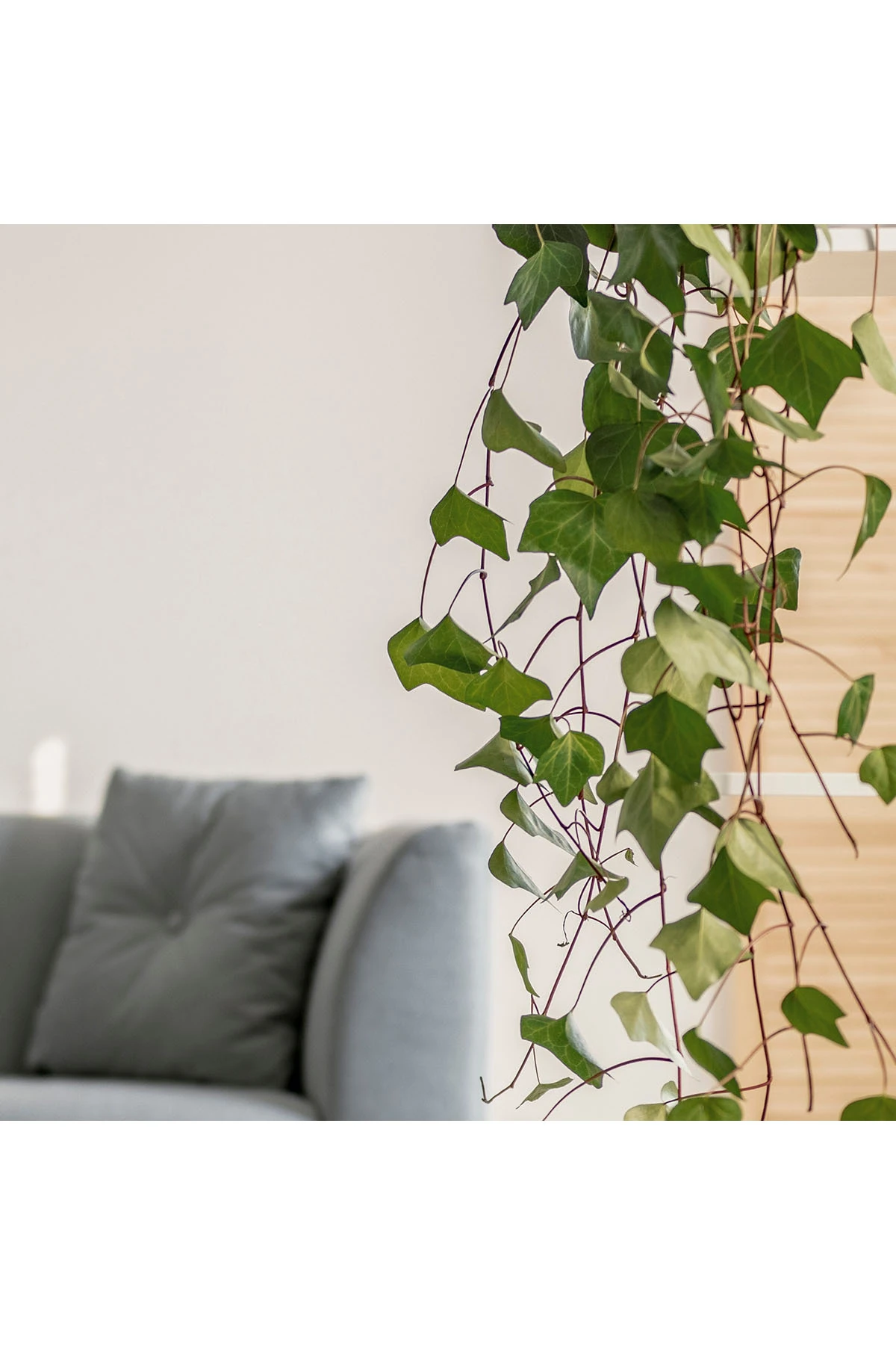 Filli İNOVATİF, BOYANABİLİR CAM TEKSTİLİ DUVAR VE TAVAN KAPLAMASI - HC01 IVY - 25 metre