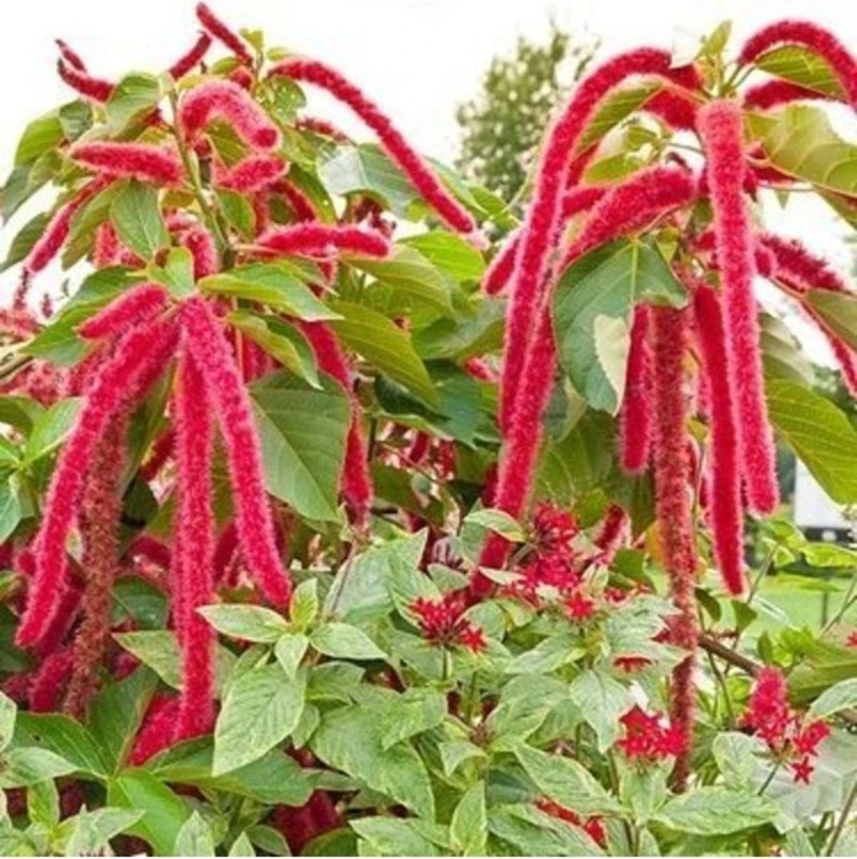 50 Adet Tohum Nadir Kırmızı Tilki Kuyruğu Çiçek Tohumu Hediye Tohumludur