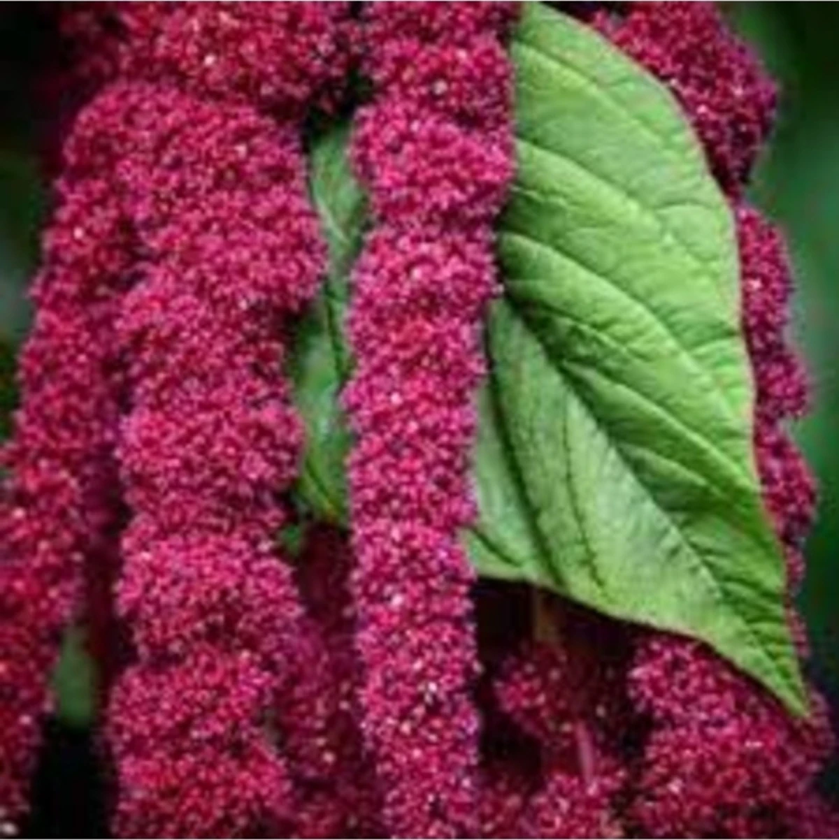 20 Adet Tohum Nadir Kırmızı Tilki Kuyruğu Çiçeği Çiçek Tohumu Saksı Toprak Hediyelidir