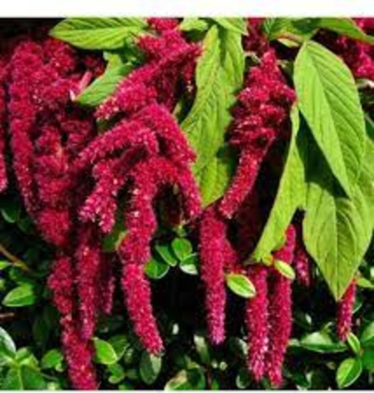 20 Adet Tohum Nadir Kırmızı Tilki Kuyruğu Çiçeği Çiçek Tohumu Hediyelidir