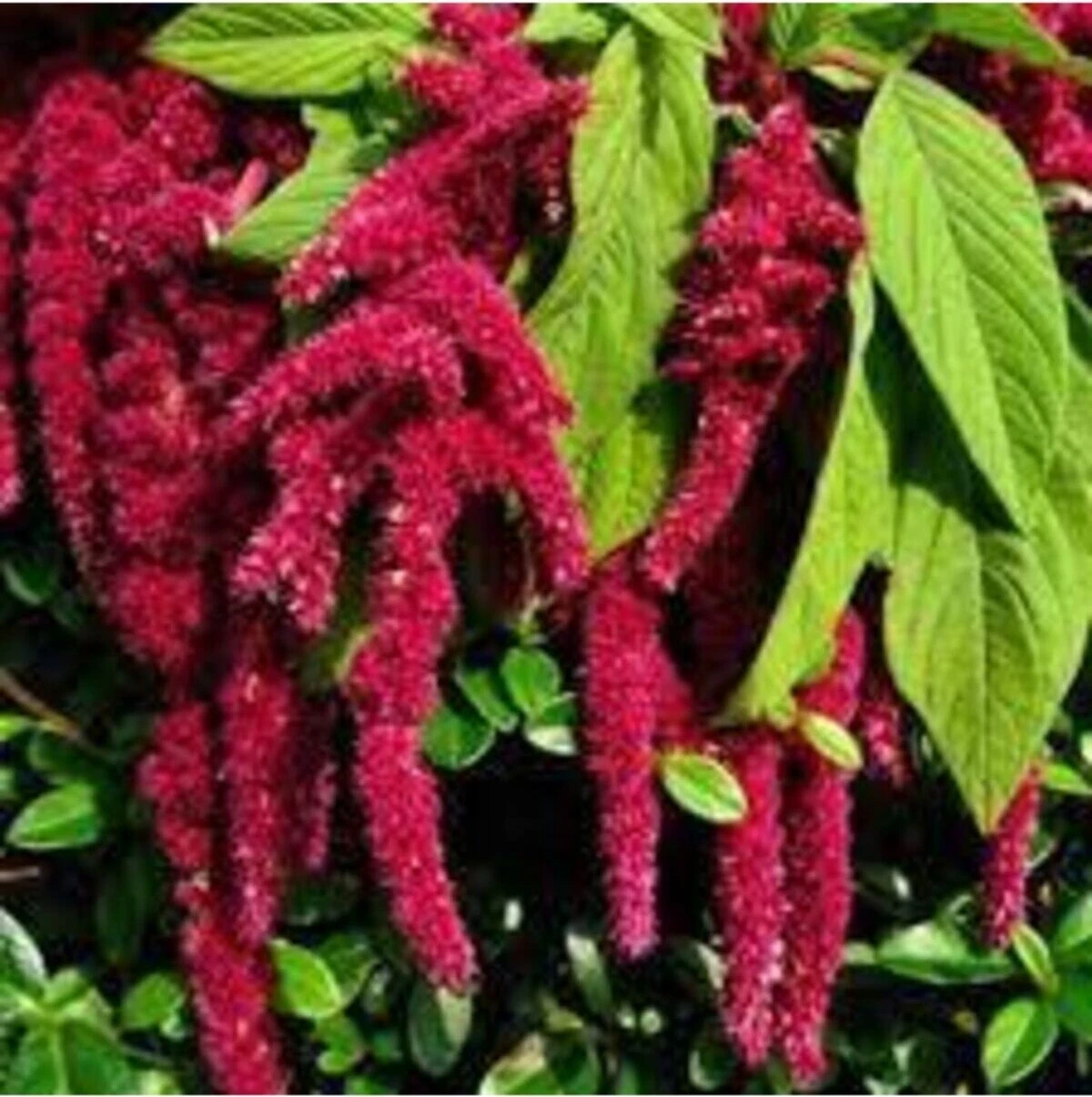 100 Adet Tohum Nadir Tilki Kuyruğu Çiçeği Tohumu Saksı Toprak Sürpriz Hediye Tohumlu