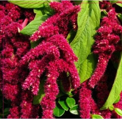 10 Adet Tohum Nadir Tilki Kuyruğu Çiçeği Tohumu