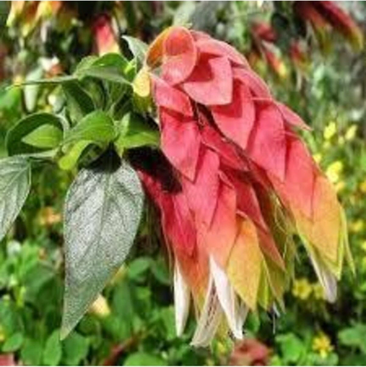 Tilki Kuyruğu Çiçeği Tohumu 20 Adet