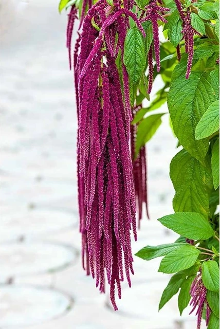 Tilki Kuyruğu Çiçeği Tohumu 15 Adet + Saksı + Torf