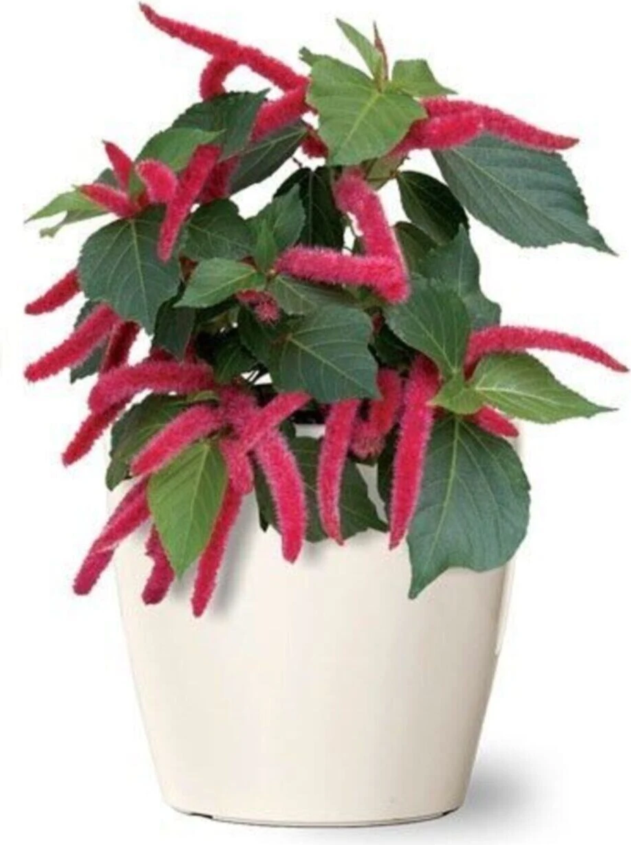 50 Adet Tohum Nadir Kırmızı Tilki Kuyruğu Çiçek Tohumu Nadir Tohum Tilki Kuyruğu Tohum Saksı Toprakl