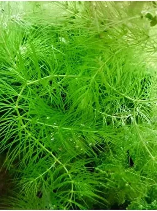 Ceratophyllum Demersum Tilki Kuyruğu Kolay Akvaryum Bitkisi 1 Bağ