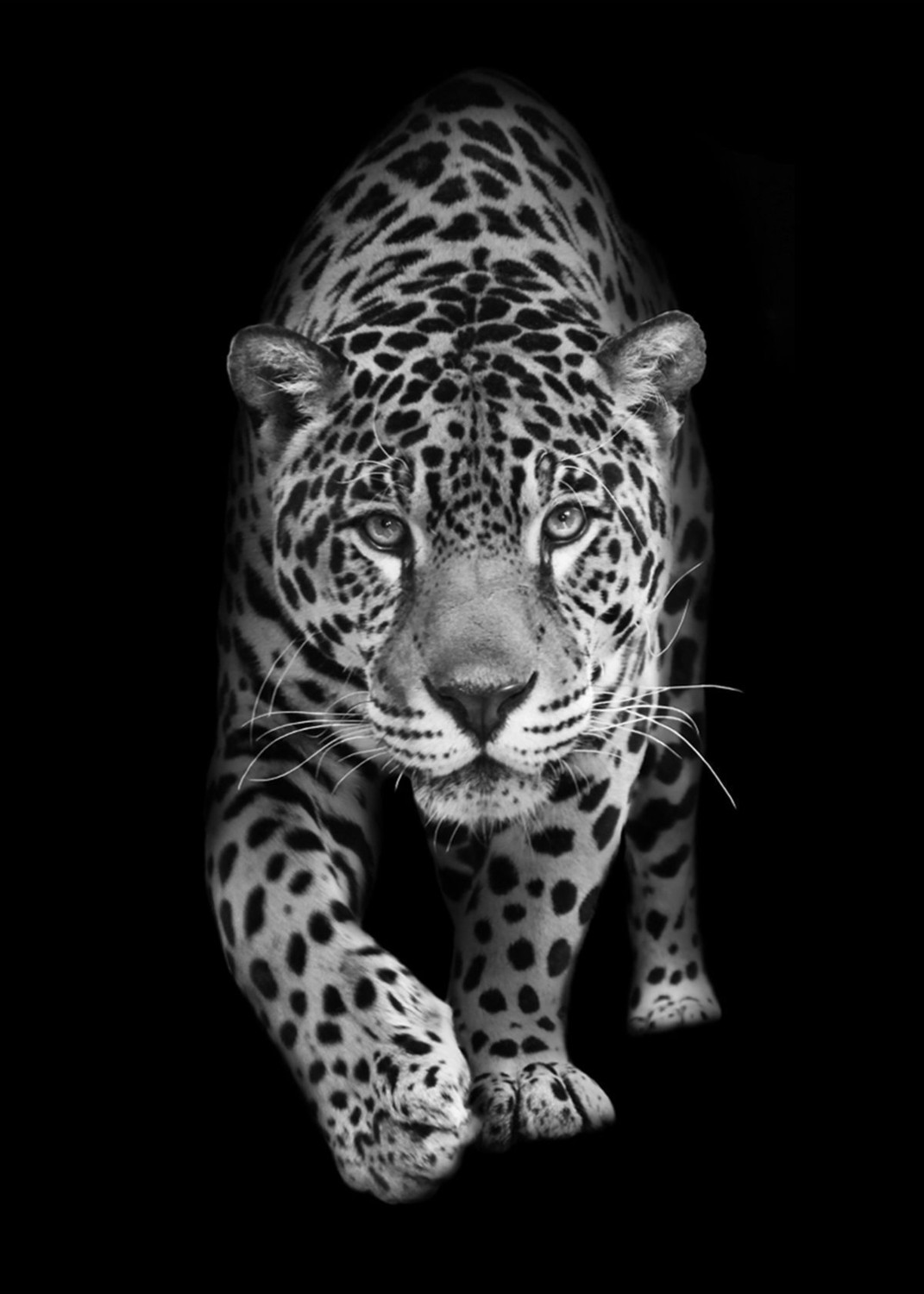 Aslan Kaplan Leopar Tablosu 04 Çerçeveli Temperli Cam Tablo 3'lü