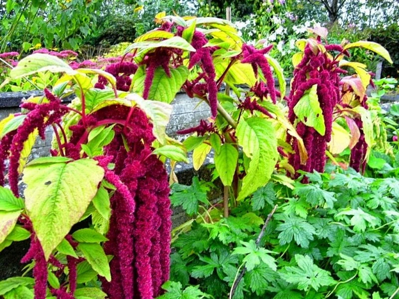 Murat Tohum Tilki Kuyruğu Çiçeği Tohumu Ekim Seti 10 Adet Tohum +Saksı +Toprak
