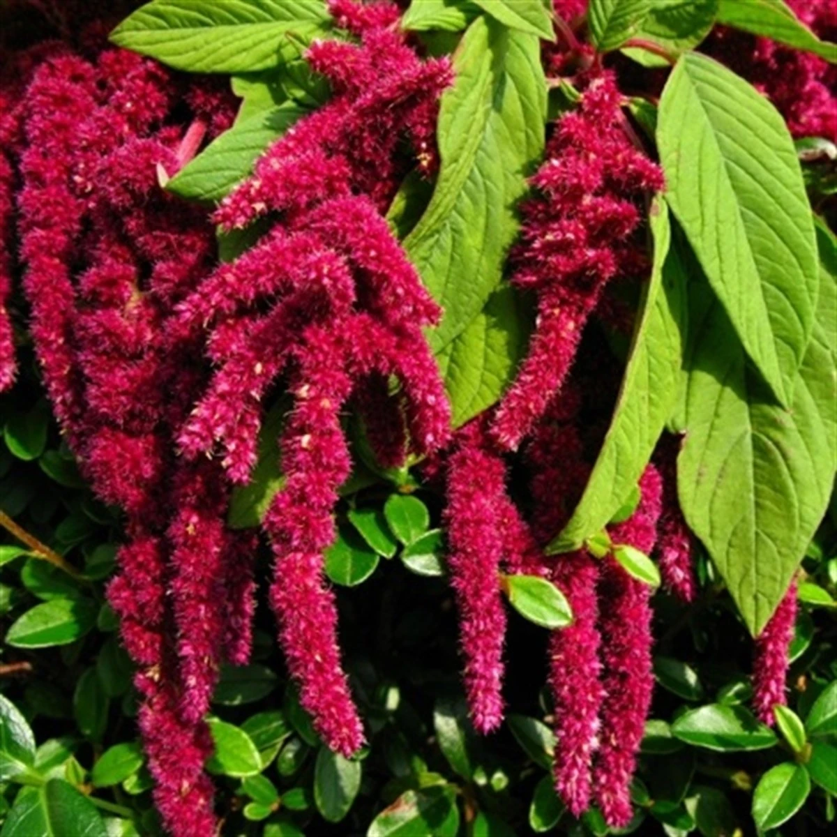 Murat Tohum Tilki Kuyruğu Çiçeği Tohumu 10 Adet Tohum