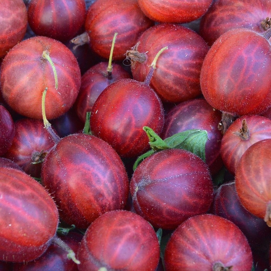 Bektaşi Üzümü (350 gr)