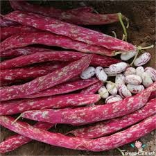 TAZE BARBUNYA