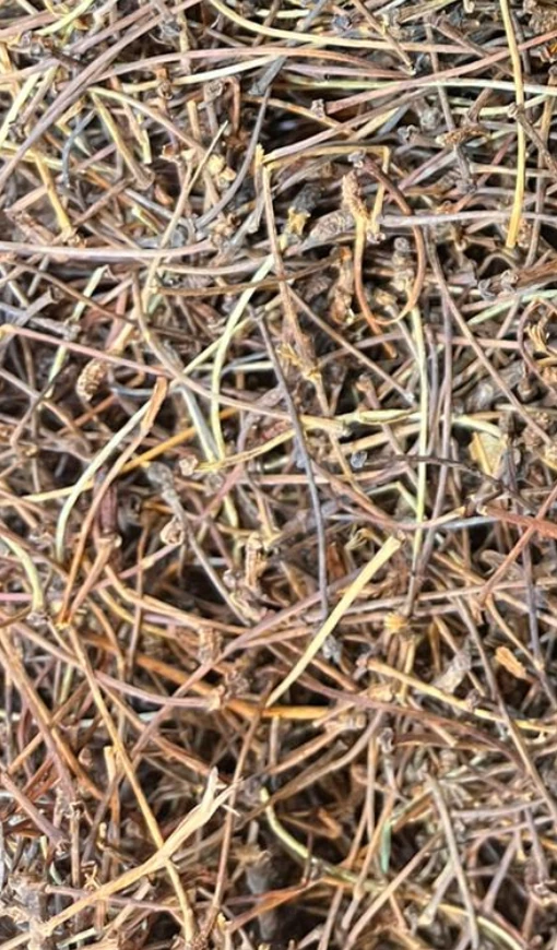 Kiraz Sapı (Kiraz Çöpü)