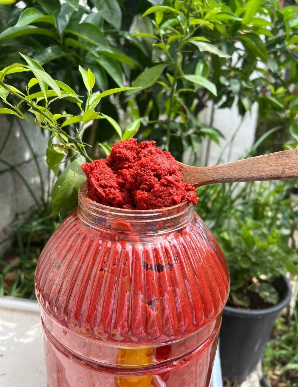 Biber salçası Tatlı 5 kg