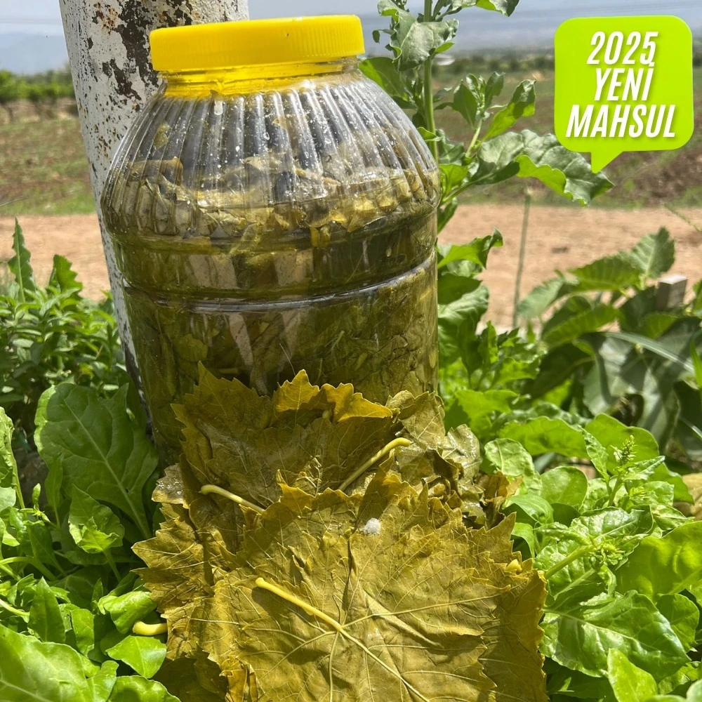 Salamura Asma Yaprak 3lük Bidon