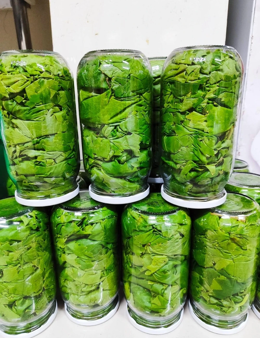 Kuru Basım Asma Yaprak 5x1'lik Kavanoz