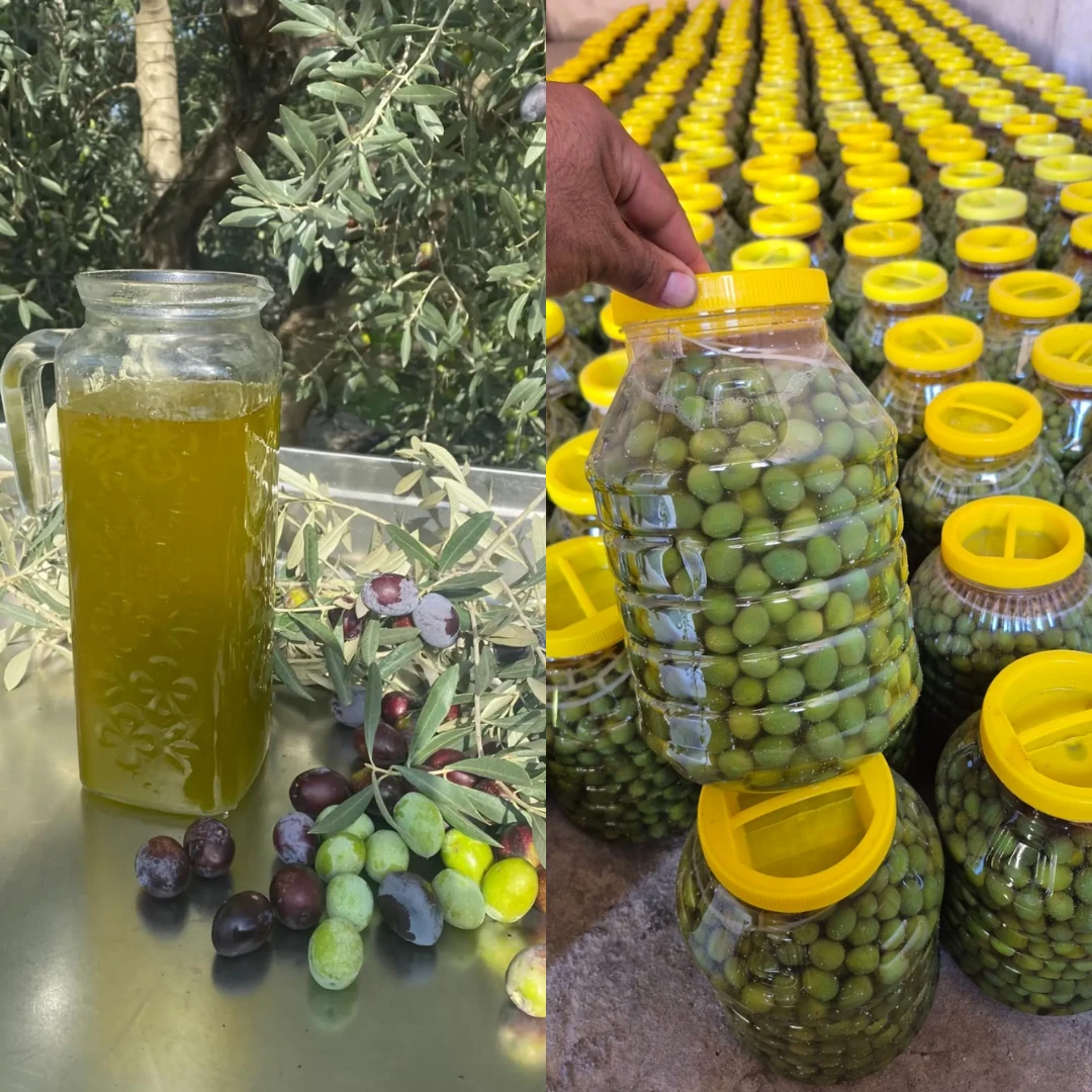 Yeni Sezon 5 LT Erken Hasat Zeytinyağı + 5'lik Zeytin 