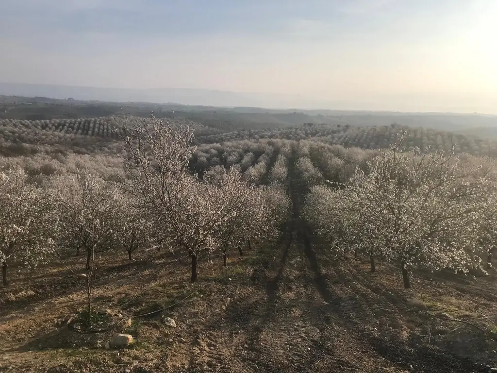 Sevinç Hanım Çiftlikleri, Manisa, Nisan 2026